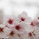 学年会費入金の報告36／田川市丸山公園の桜（11）～田川地域情報